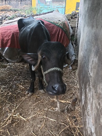 ખડેલી ને પાડો બેય વેસવાના છે
