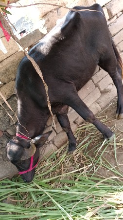 જાફરાબાદી પાડી વેચવા ની