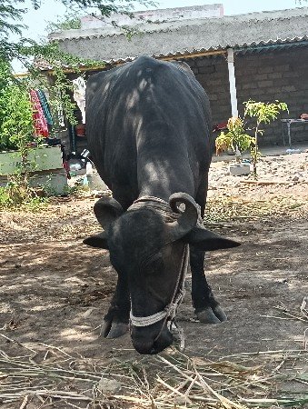 ભેંશ વેચવાની છે