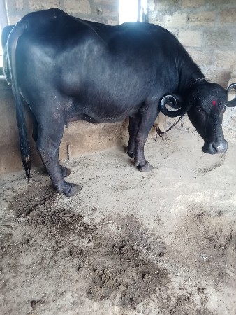 ભેશ વેશવાની છે
