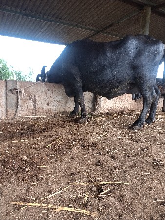 3 વેતર 15 દિવસ ની કાચી