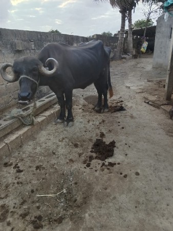 જાફરી ખડાય વેચવાની છે
