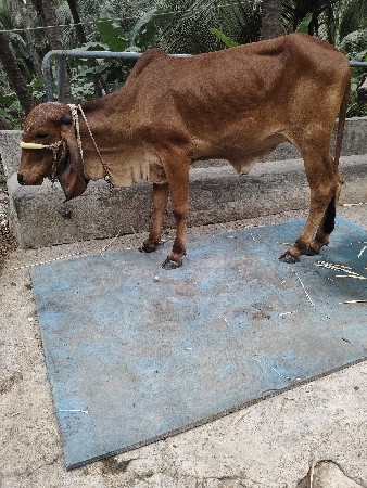 gir vasdi 14 mahina ni