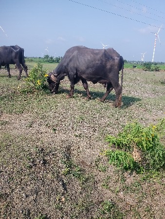 ભેસ