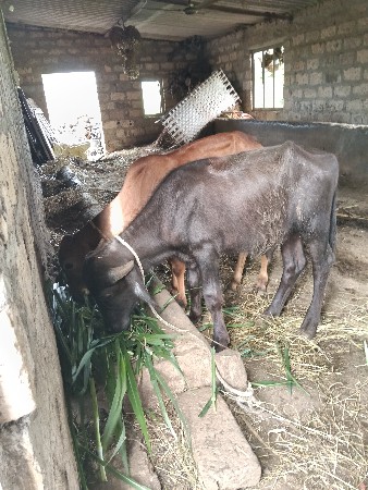 બે પાડા