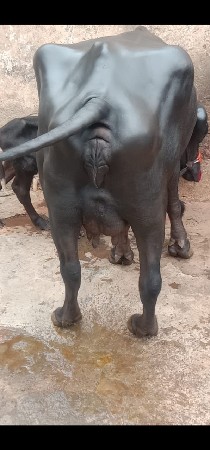 પેલું વેતર આઠ દિવસનું વ્યાણેલુ