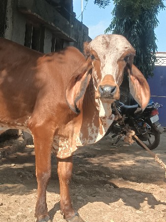 ગાય