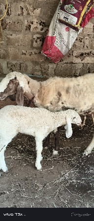 6 નગ વેચવાના છે