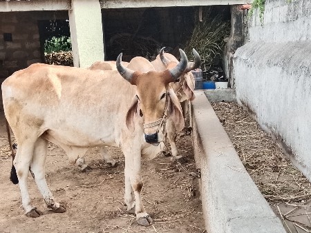 બળદ વેચવાના