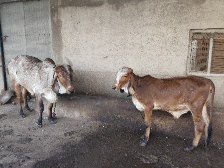 બે હોડકી વેચવાની છે