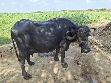 ભેંસ વેચવા ની છે.