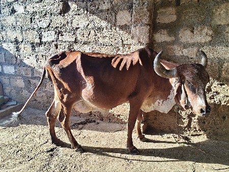 લાલ કાબરી ઓડકી વેચવાની છે