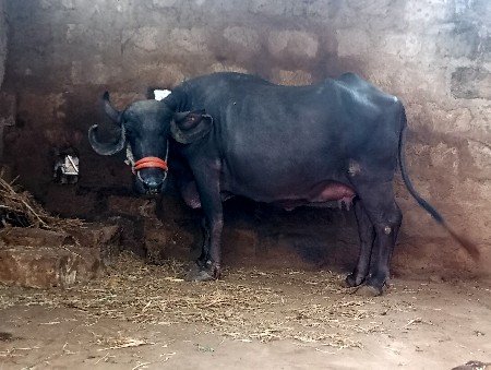 ભેસ વેચવાની છે