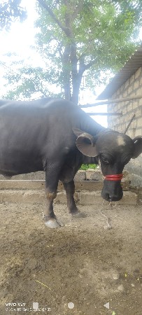 ભેંસ વેચવાનિ સે