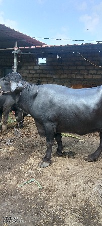 આ ભેંસ વેચવાની છે