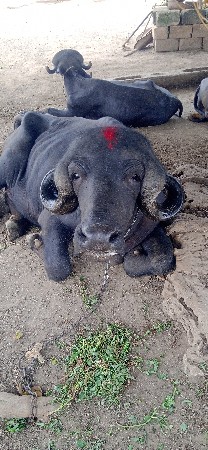 ખડેલુ વેસવાનુસે