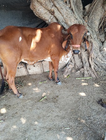 ગીર ગાય વેચવાની છે