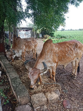 બળદ વેંચવા નાં છે ૩ ધરનાછે