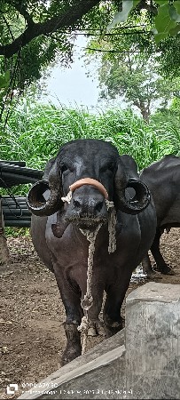 ભેંસ વેસવાની છે