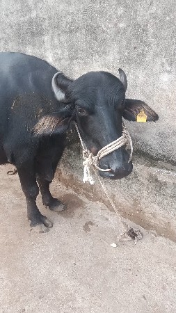 ભેસ વેસવી ઘાભણી છે