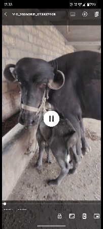 ભેંસ વેચવાની છે