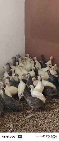 સફેદ ગની ફાઉલ 
બ્લૅક ગીની ફાઉલ