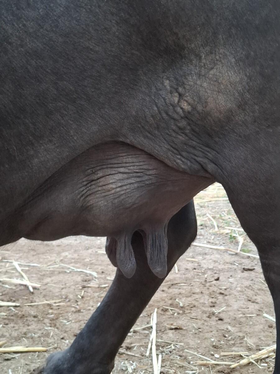 ભેંસ વેચવાની છે