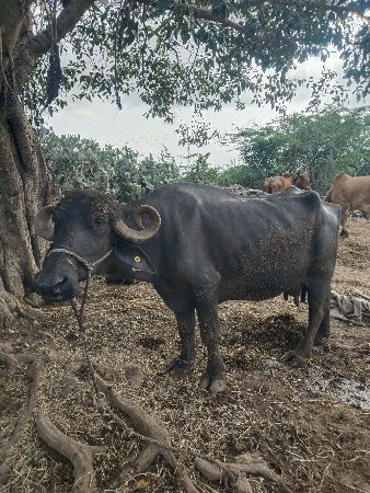 ભેંસ વેચવાની છે