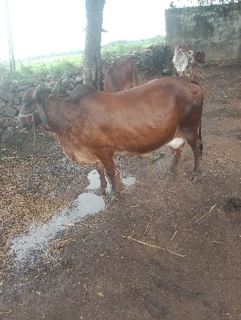 ગાય વેશવાની છે સારવેતરમા
