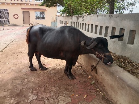 ભેંસ વેચવાની છે