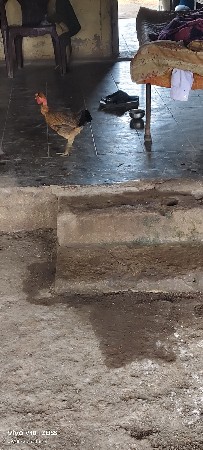 એક વાઈટ મરઘો અને પાંચ મરઘી