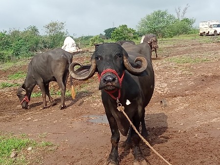 એક બીજું વિયછે 5 નો ગાભછે