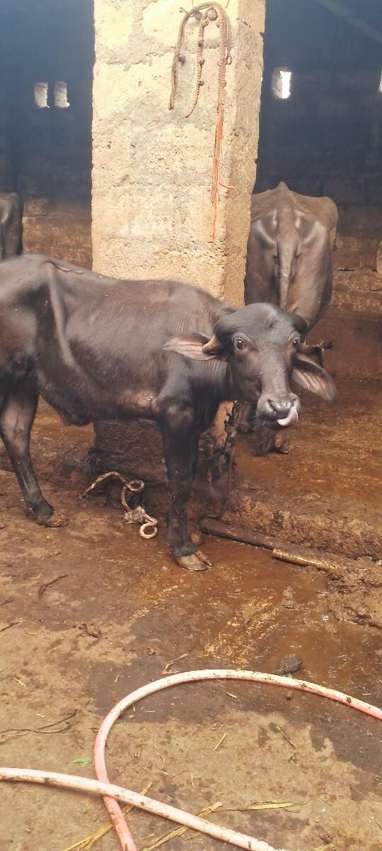 આ પાડો અને પાડી વેચવાના છે