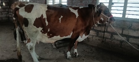 બેબે જર્સી ગાયો વેસવાની છે