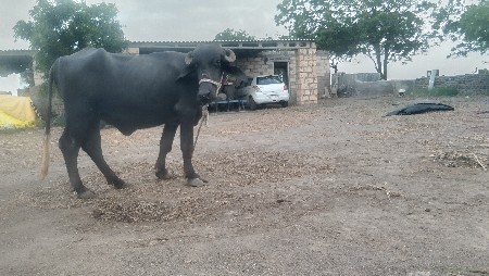 પેલો વેતર ખડેલી વેચવાની છે