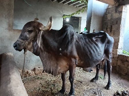 ગીર ગાય વેચવાની છે