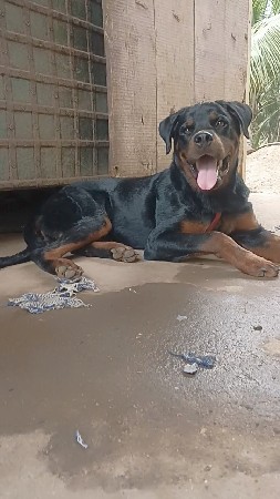 રોટવીલર મેલ