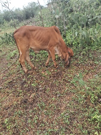 વાચડી વેસવાનીછે