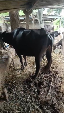 ગીર સોમનાથ સોનારીયા