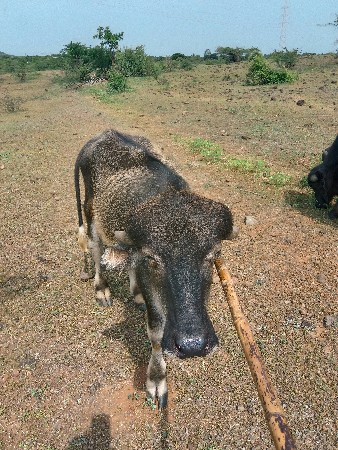 આ પાડો વેચવાનો છે