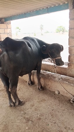 ભેંસ વેચવાની છે