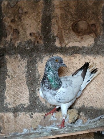 કબૂતર વેચવાના છે