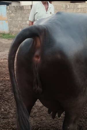 bhesh vechavani chhe
