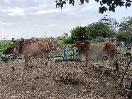 બળધ વેચવાના છે