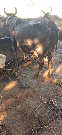 વેતર ઉપર સે