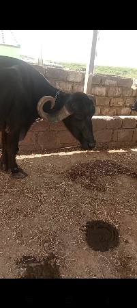 ત્રીજું વેતર