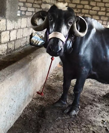 ભેંસ