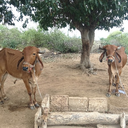સોજા