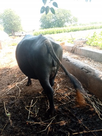 ભેંસ વેચવાની છે