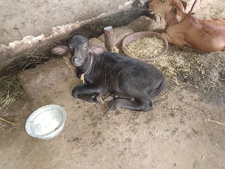 ભેંસ વેચવાની છે